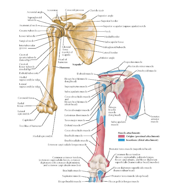Humerus and Scapula: Anterior Views Anatomy