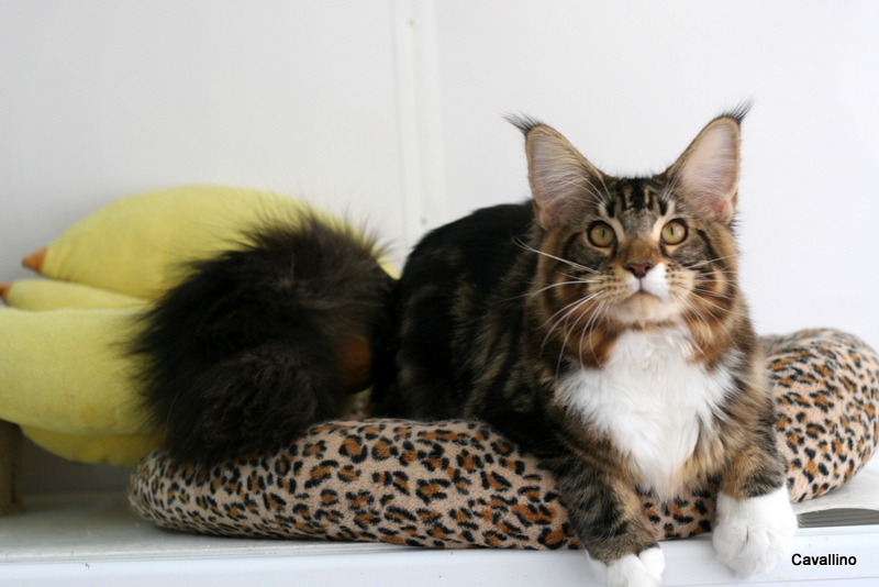 Cavallino 猫 ねこ ネコ 子猫なんですが ダメ 大家族通信