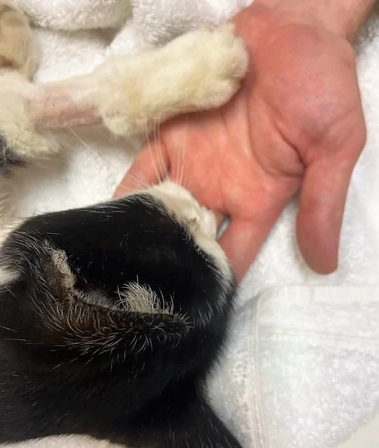 Cat says final goodbye by placing her paw in his hand