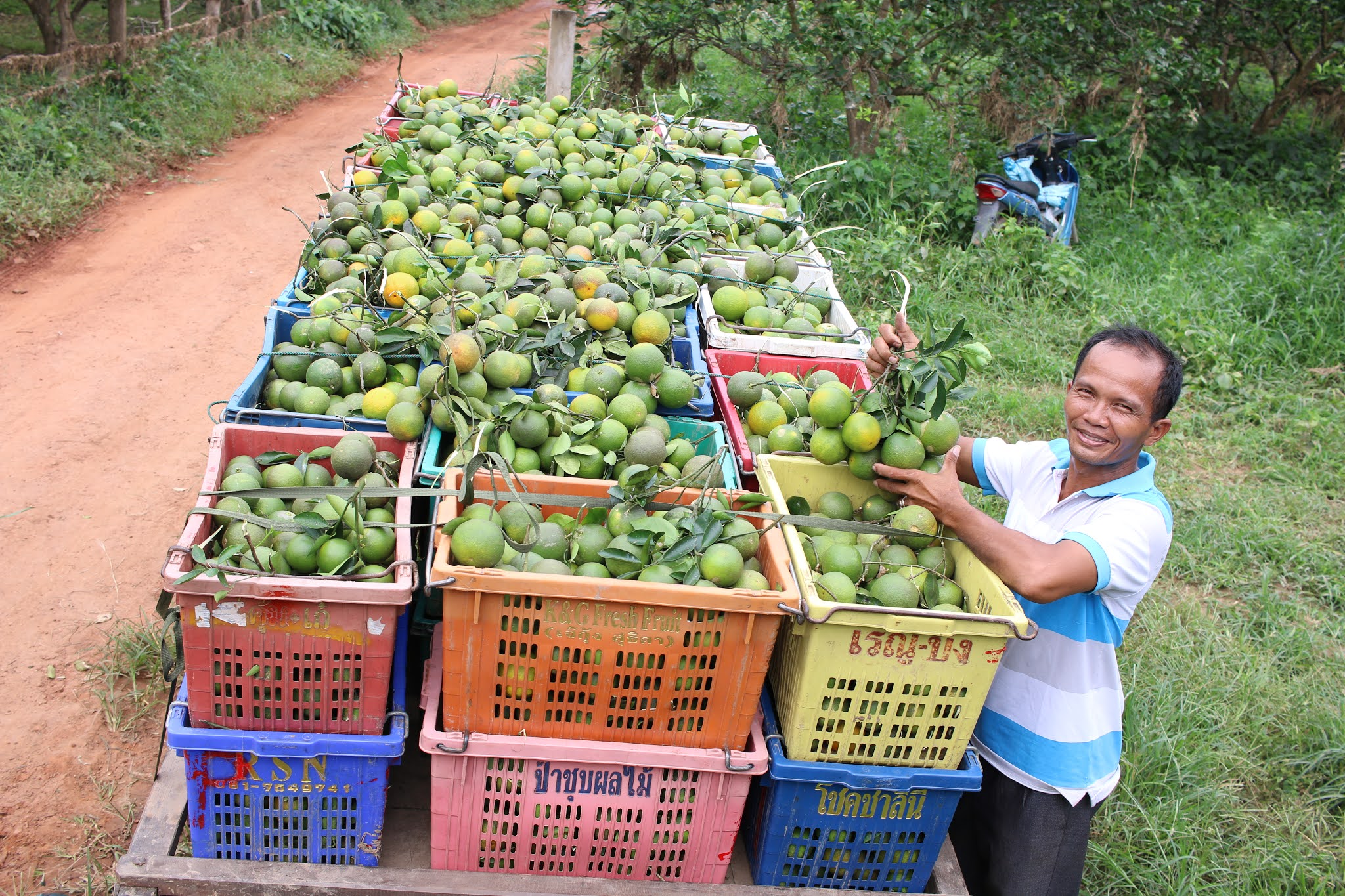 Feed the Future Cambodia Harvest II A New Joint Venture in Fruit