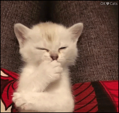 Cute white kitty cleaning his BIG jelly toe beans with determination • Cat GIF Site