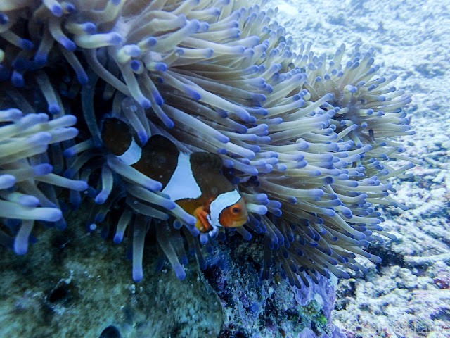 Coral Seafan - Gili Meno - Bali Lombok