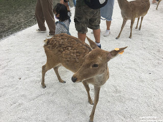 等餵食的小鹿