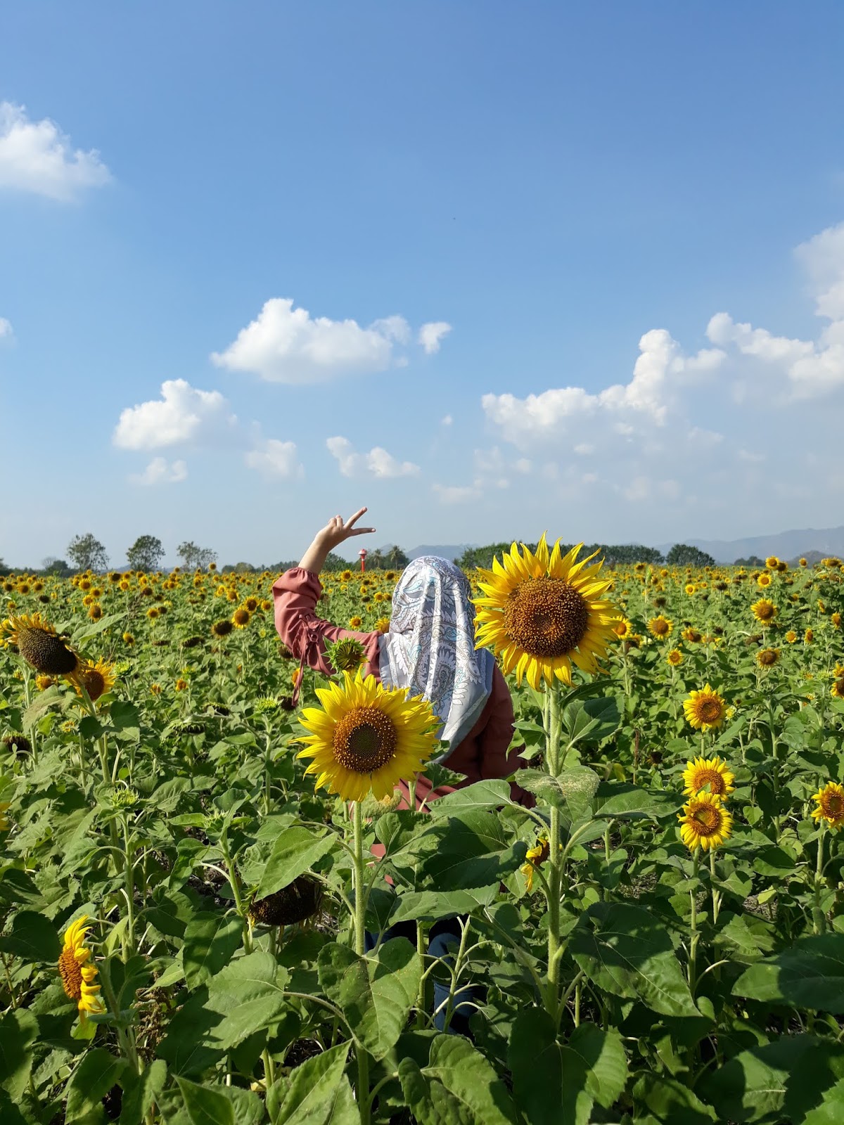 Jalan jalan Bangkok Lopburi , Sunflower Field ( part 2 )