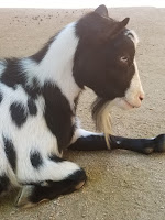 Zoo and Conservation Science Internships