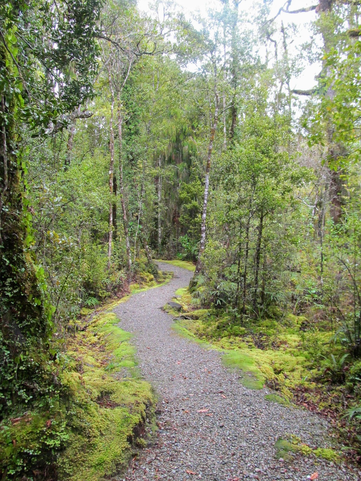 Tramping in the New Zealand backcountry NZ Bush Adventures Hokitika