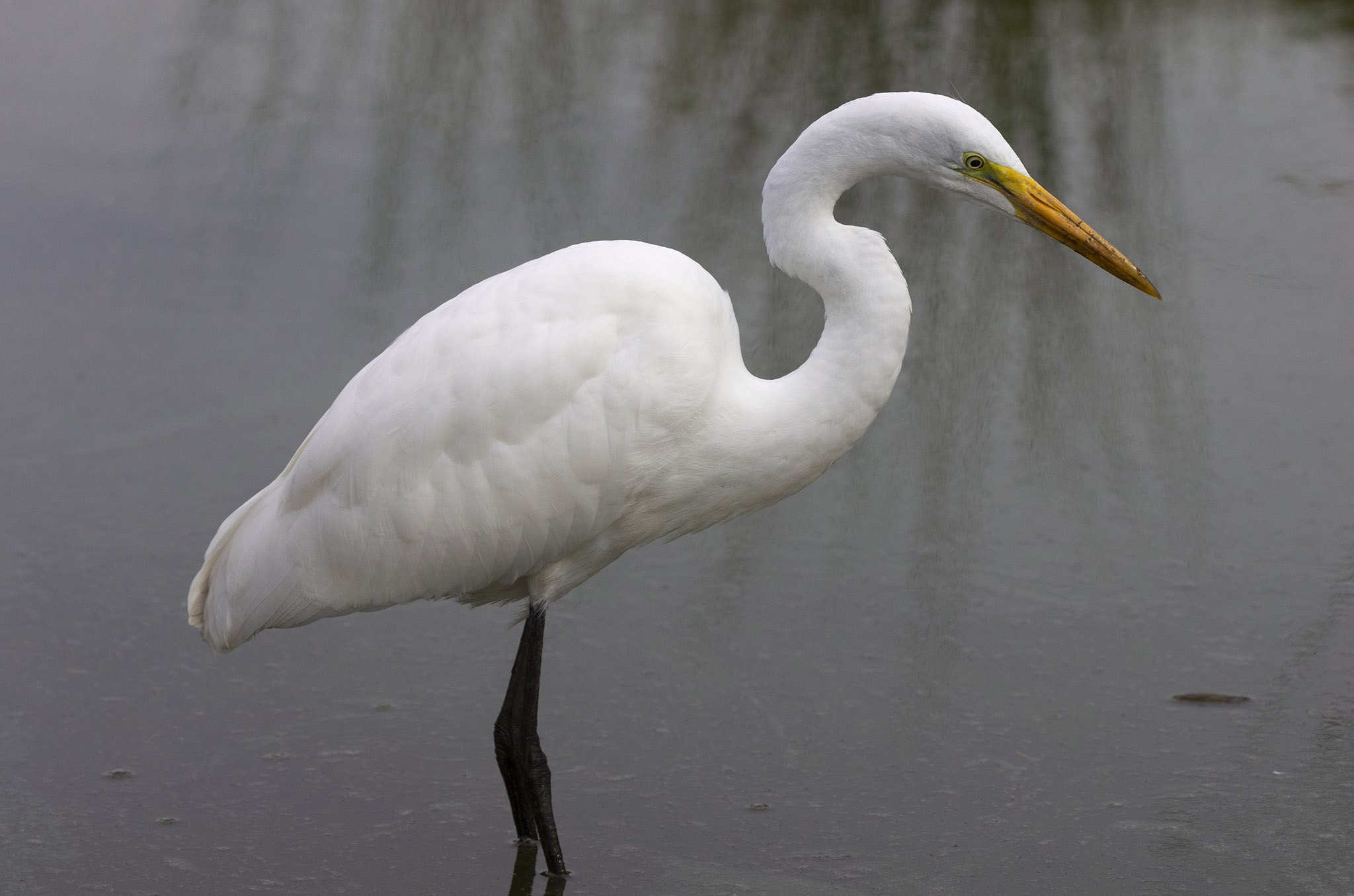 AVES SALADILLO ARDEIDAE GARZAS