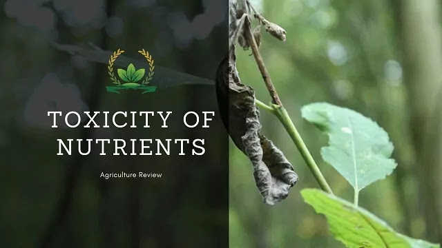 toxicity of nutrients
