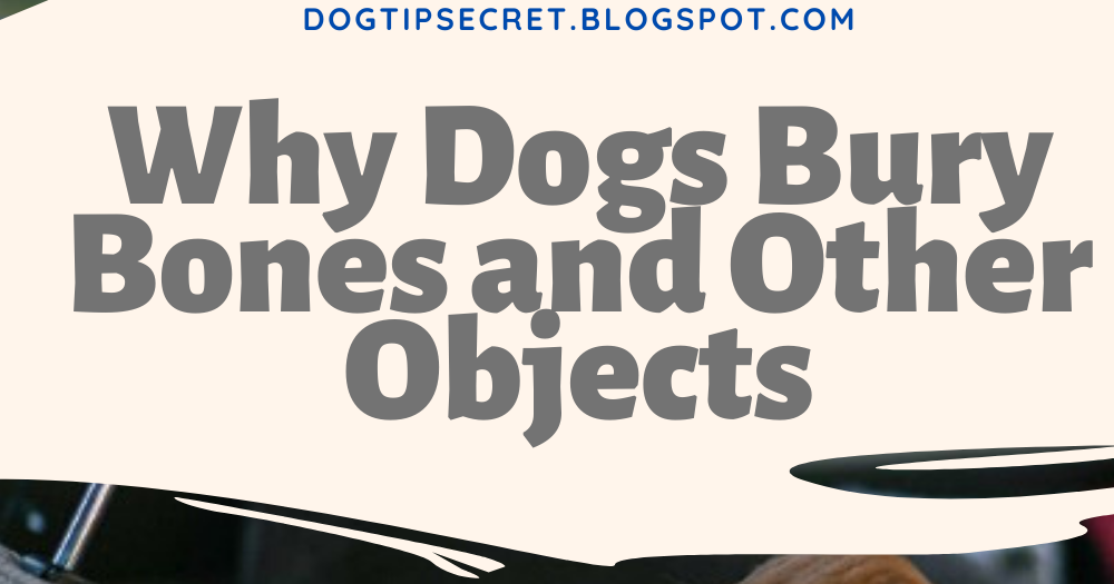 Why Dogs Bury Bones and Other Objects Dog Training Tips Dog Tips Secret