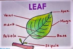 Class 6 :: Biology :: Plant Life : The Leaf