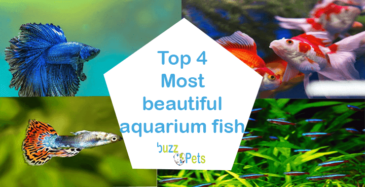 Top 4 Most beautiful aquarium fish