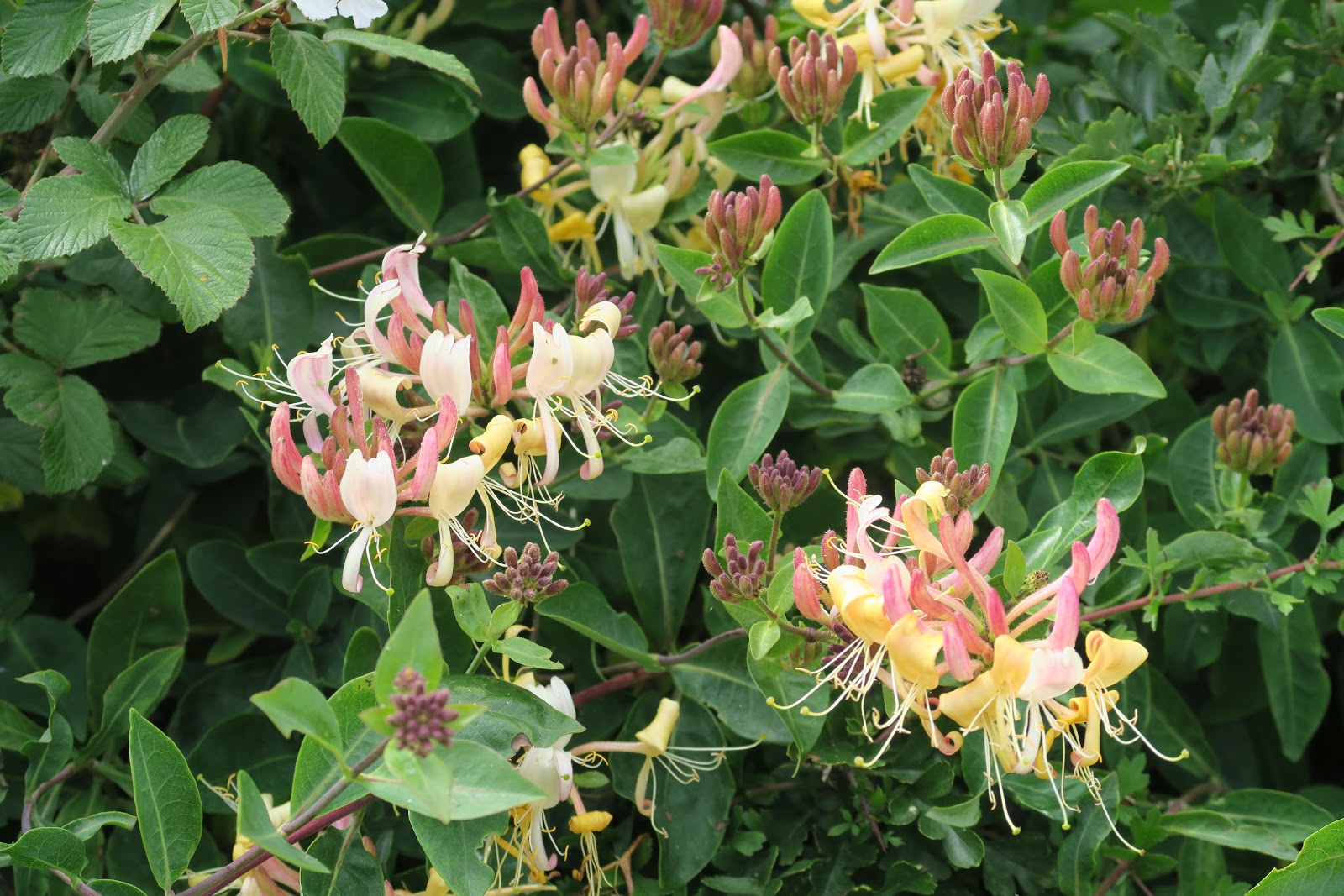 WinterborneWildlife.: Heavenly Honeysuckle.