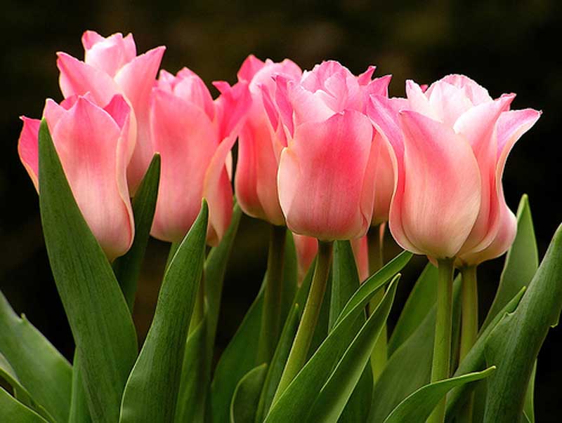 beautiful flower scenery wallpapers - Tulip flower background collection ~ Nature Wallpapers