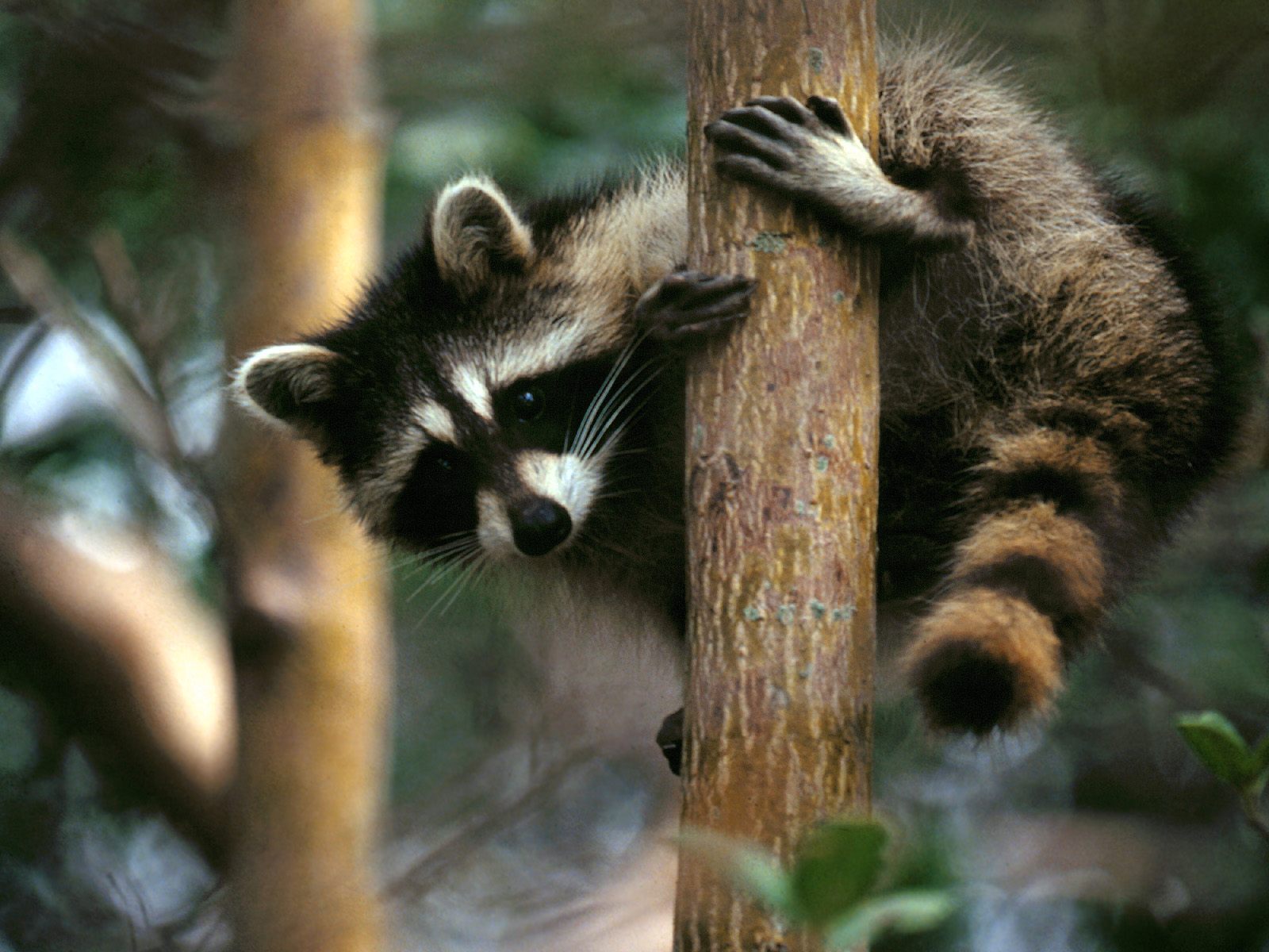 Raccoons Pets Cute And Docile raccoons-pets-cute-and-docile