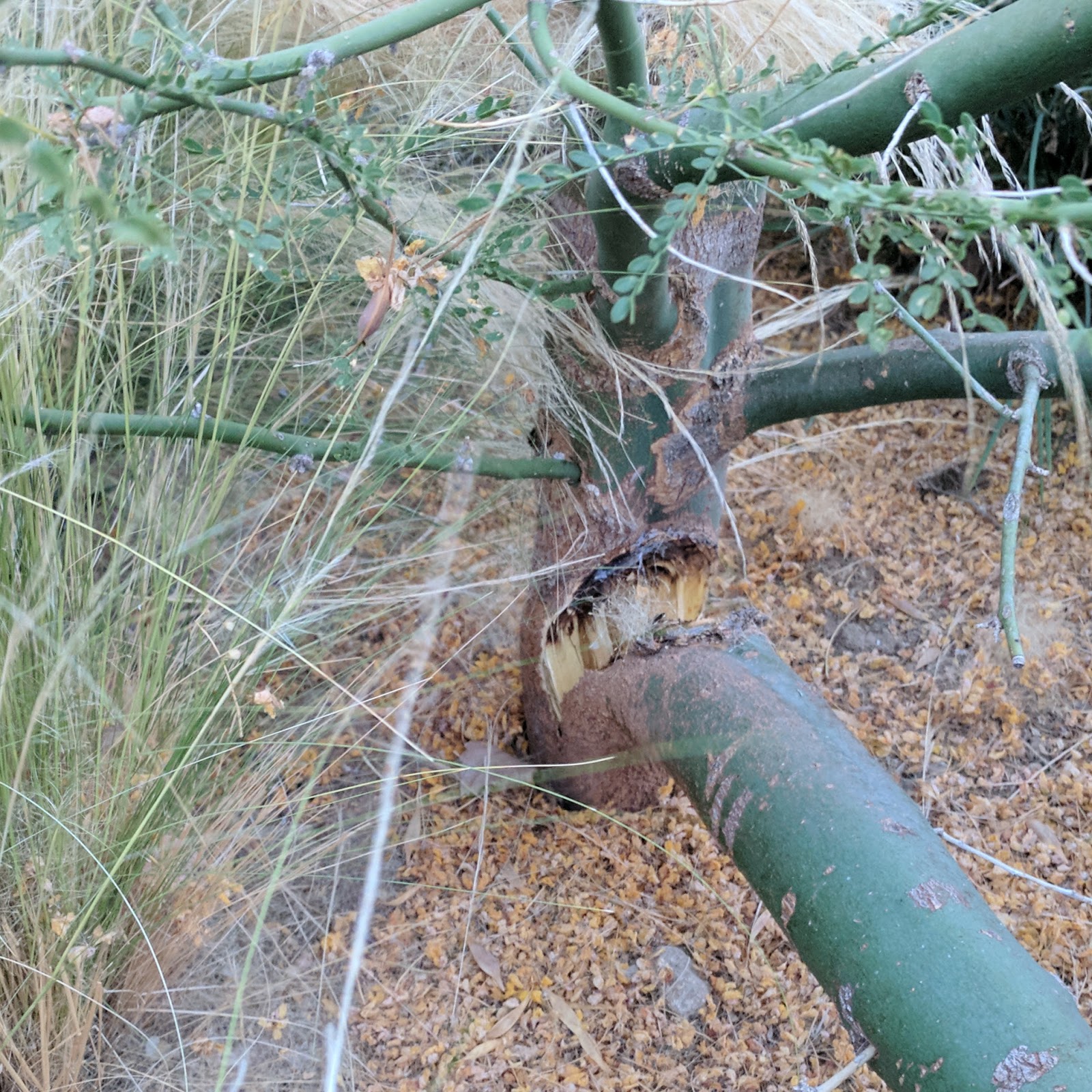 Gardening Turned Up to Eleven Pruning Help Needed For Palo Verde!