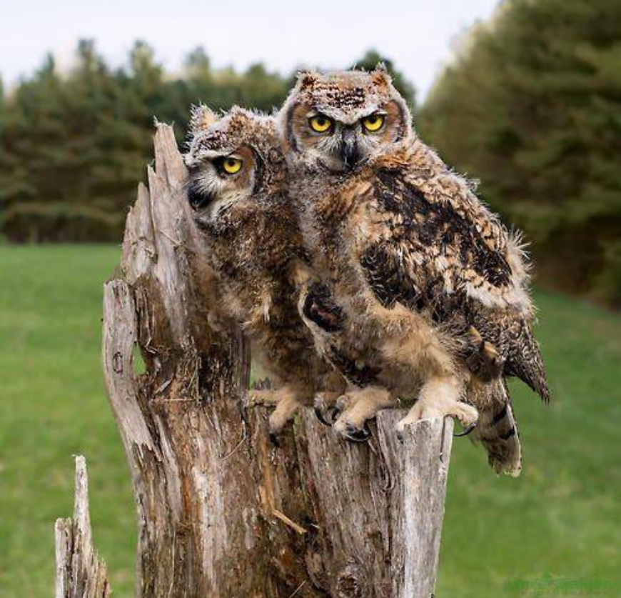 чем отличаются филин от совы фото