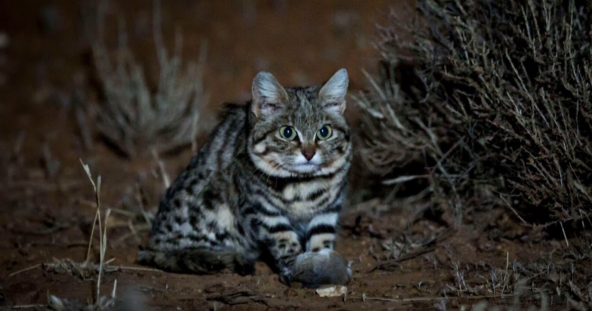 Blackfooted cat hybrid, are black footed cats dangerous to humans?