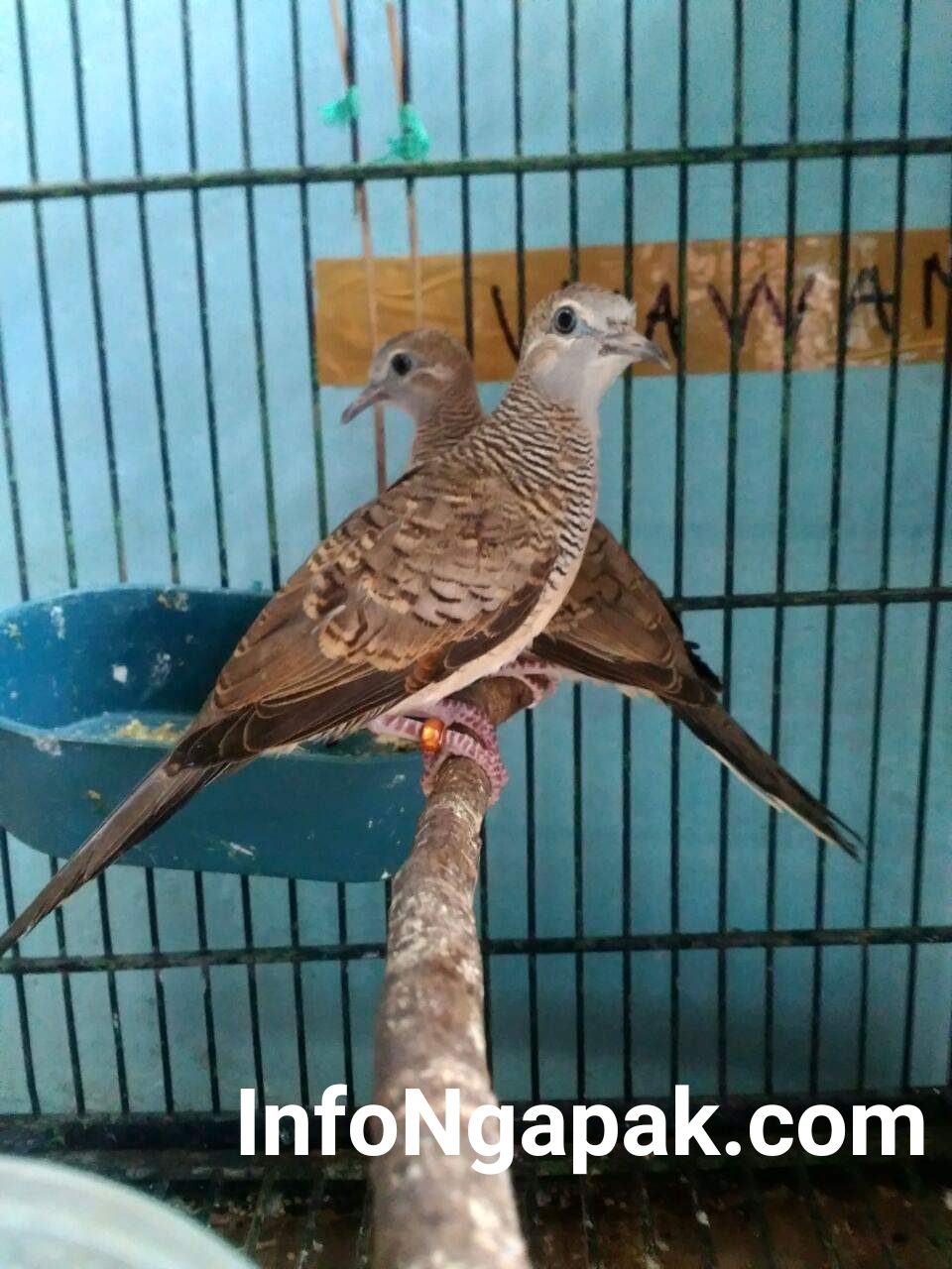 Ini Dia Cara Memilih Burung Perkutut Yang Bagus Infongapak Com