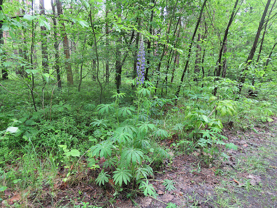 Łubin trwały (Lupinus polyphyllus L.) łubin