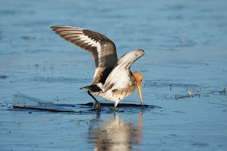 Wildlifefotografie Naturfotografie Dümmer See Uferschnepfe