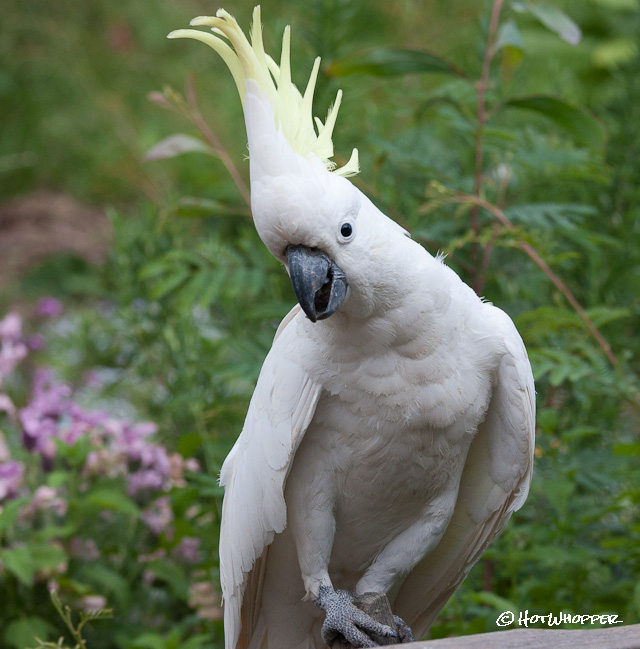cockatoo1.jpg