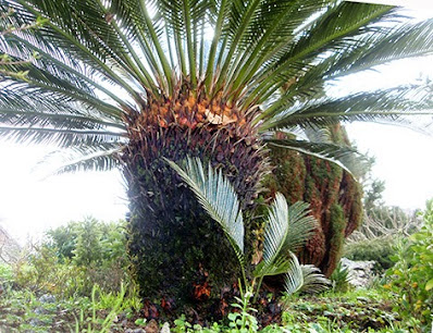 Los hijuelos surgen en la parte inferior del tronco