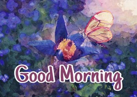 Good Morning Butterfly Good Morning Butterfly