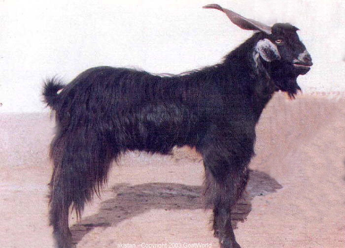 Chappar/ Kohistani Goat