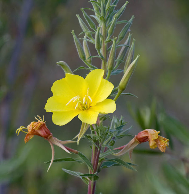 tall yellow flower