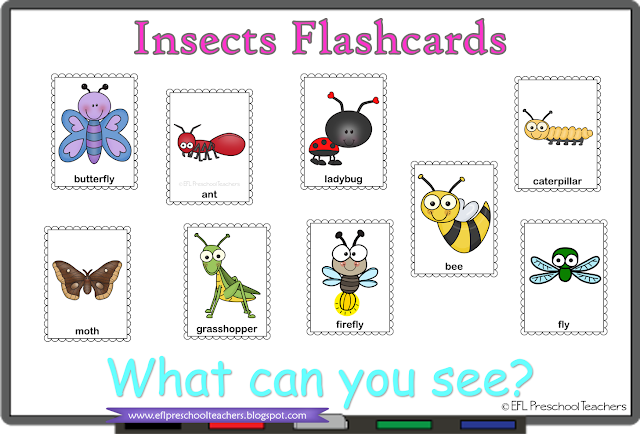 Insects flashcards