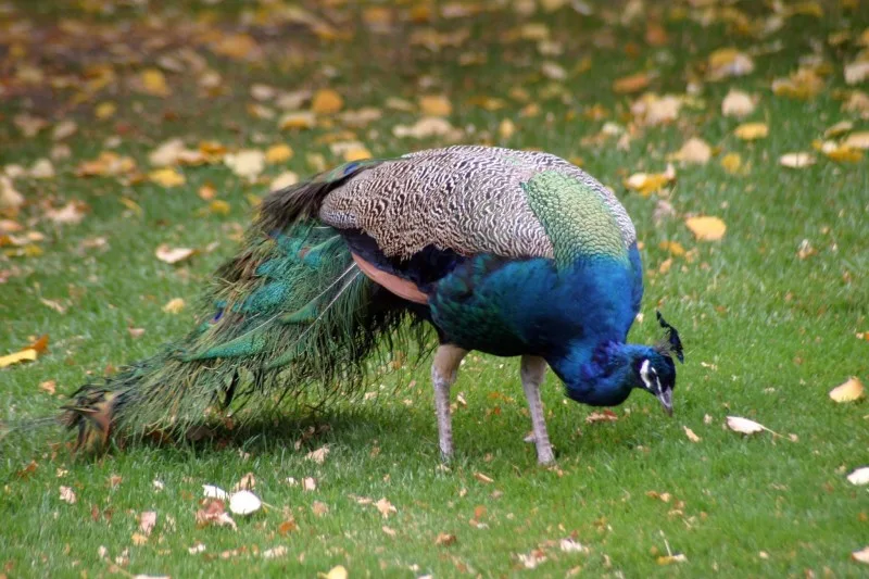 Melbourne Zoo, Victoria, Australia (with Map & Photos)