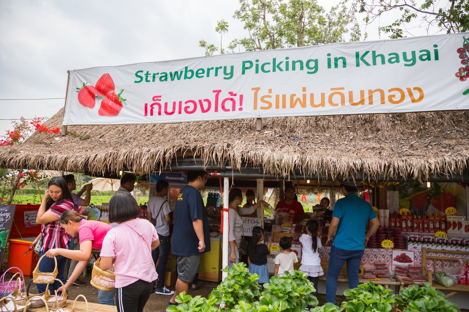 ท่องเที่ยวเมืองโคราช ไปเก็บ Strawberry Pickingไร่แผ่นดินทอง Khao Yai