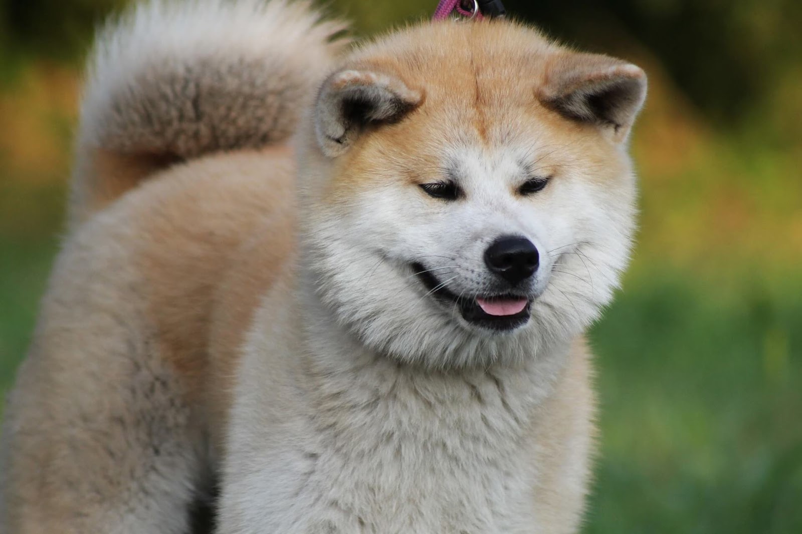 Conoce todo sobre la raza Akita considerado el perro nacional de Japón