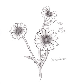 pencil drawing daisy petals blowing away in wind
