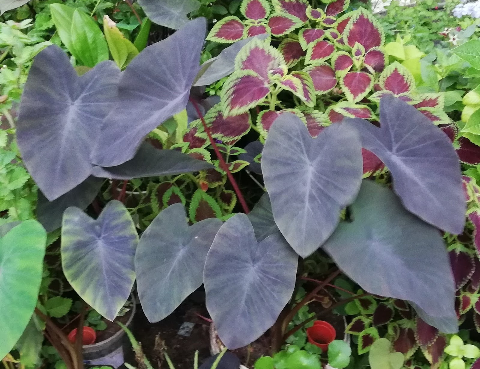 Garden Chronicles of James David Colocasia esculenta 'Black Magic