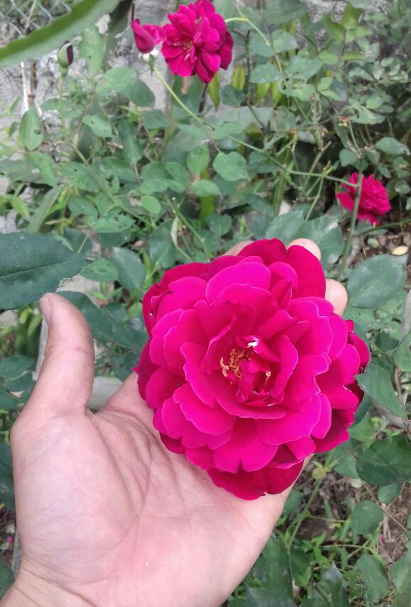hoa hồng nhung