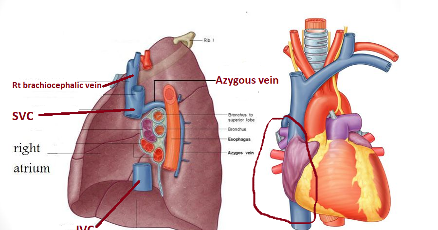 easyhumanatomy Mediastinal part of right and left lung