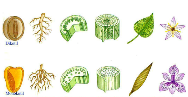 Penyusun Sistem Organ Tumbuhan Beserta Fungsinya Pintar Biologi