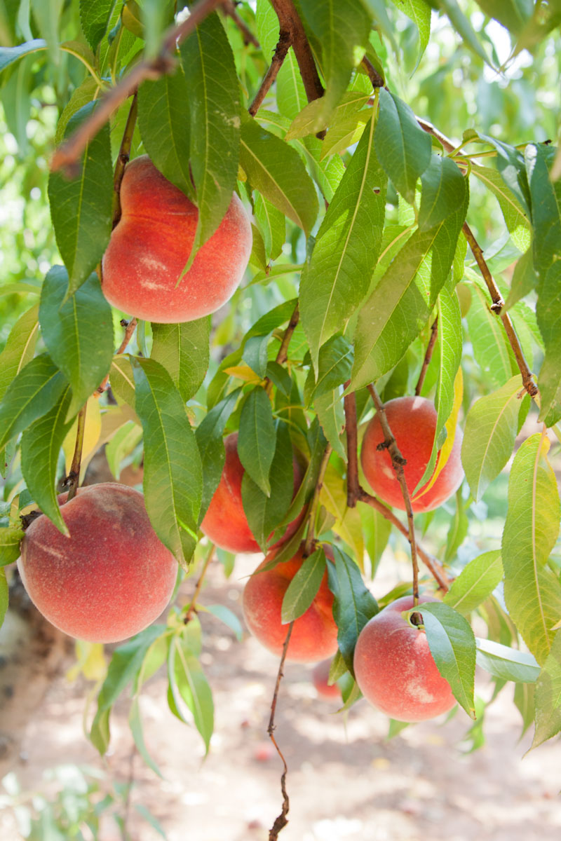 Life Through A Lens .strawberry hill farm. south carolina.