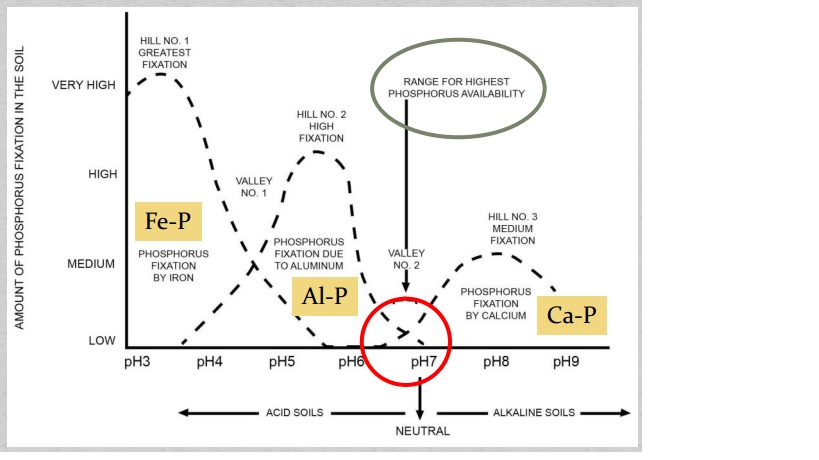 Mineral Fosfor - apa, bagaimana, dan untuk apa?