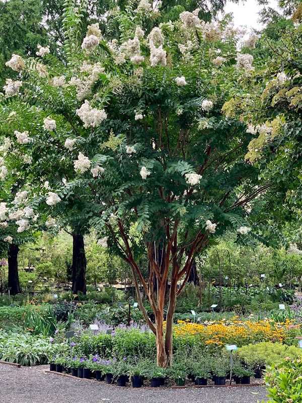 A GUIDE TO NORTHEASTERN GARDENING This Month in the Garden Long