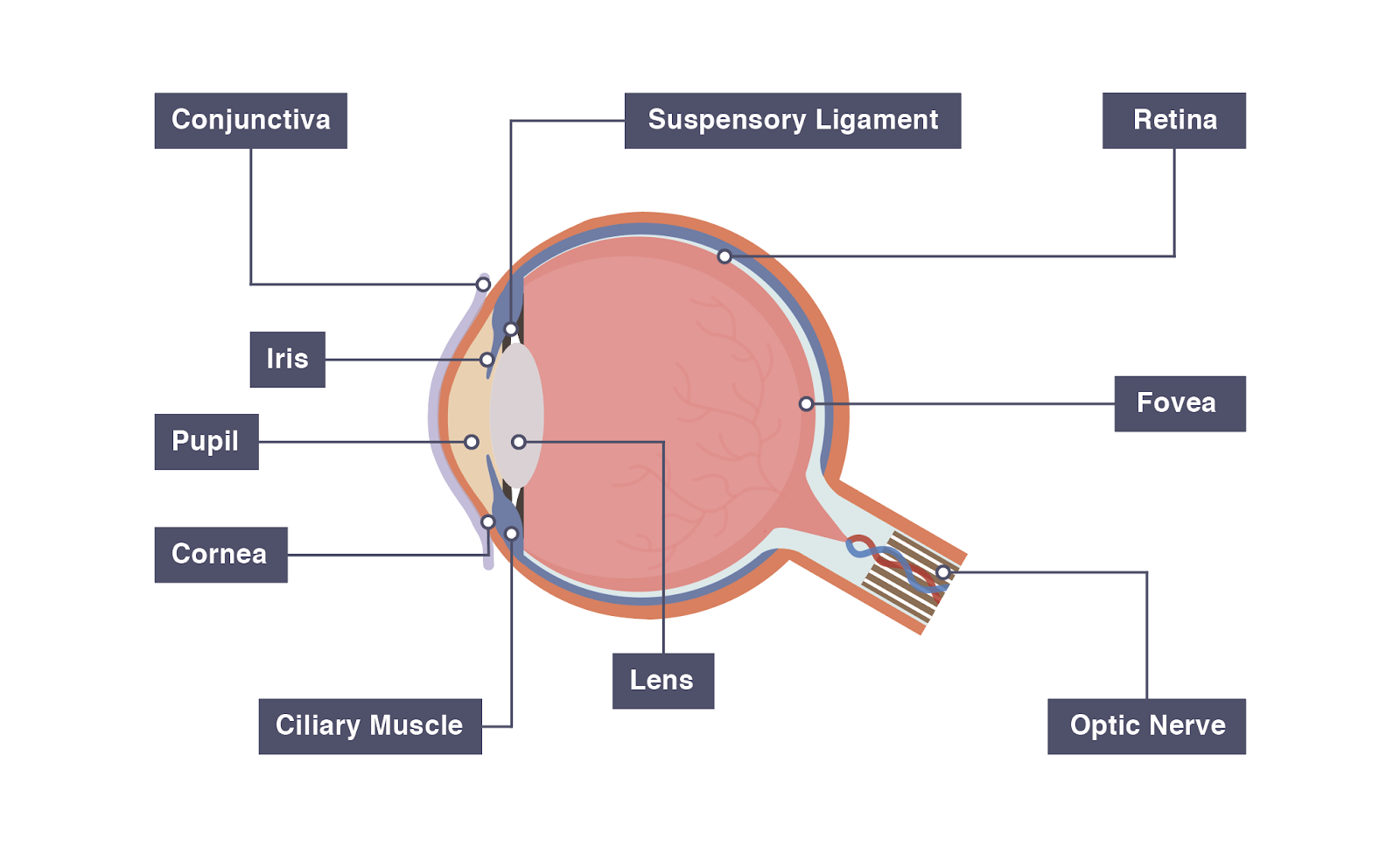 Labeled Diagram Of Eye