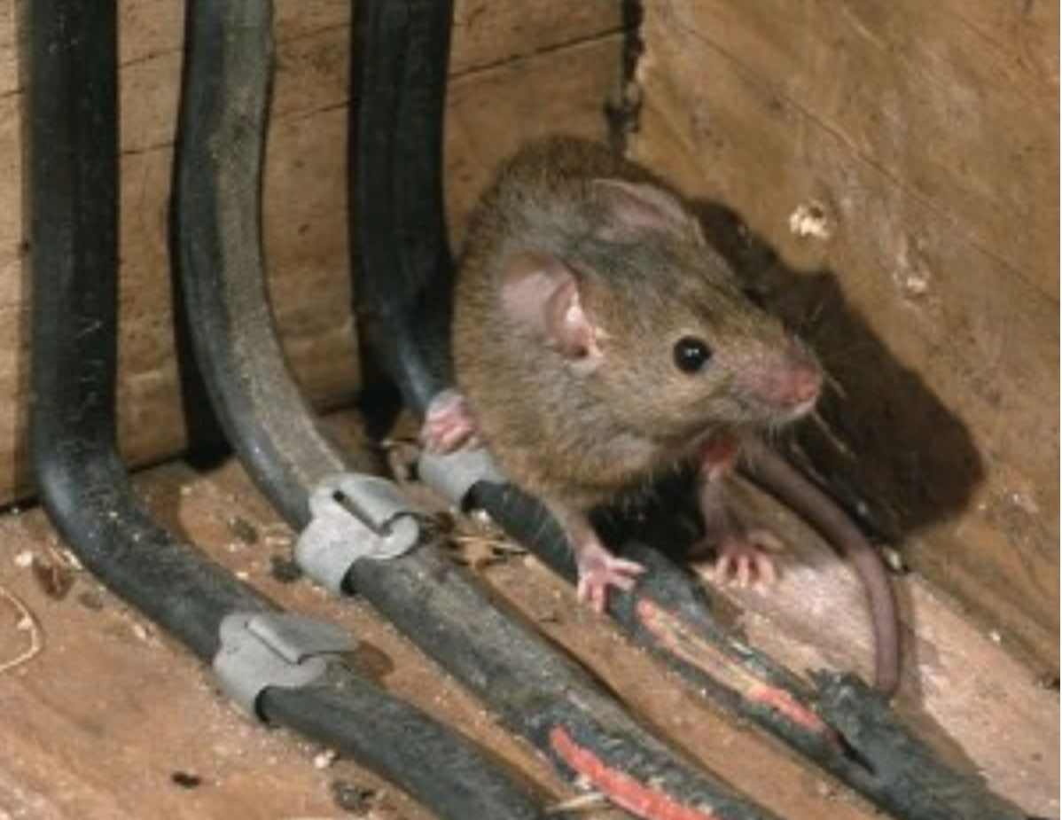 Rats In My Basement Openbasement