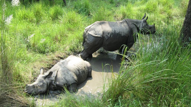 One horn Rhino in chitwan trip