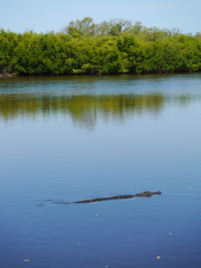 gators alligators Floride Sanibel