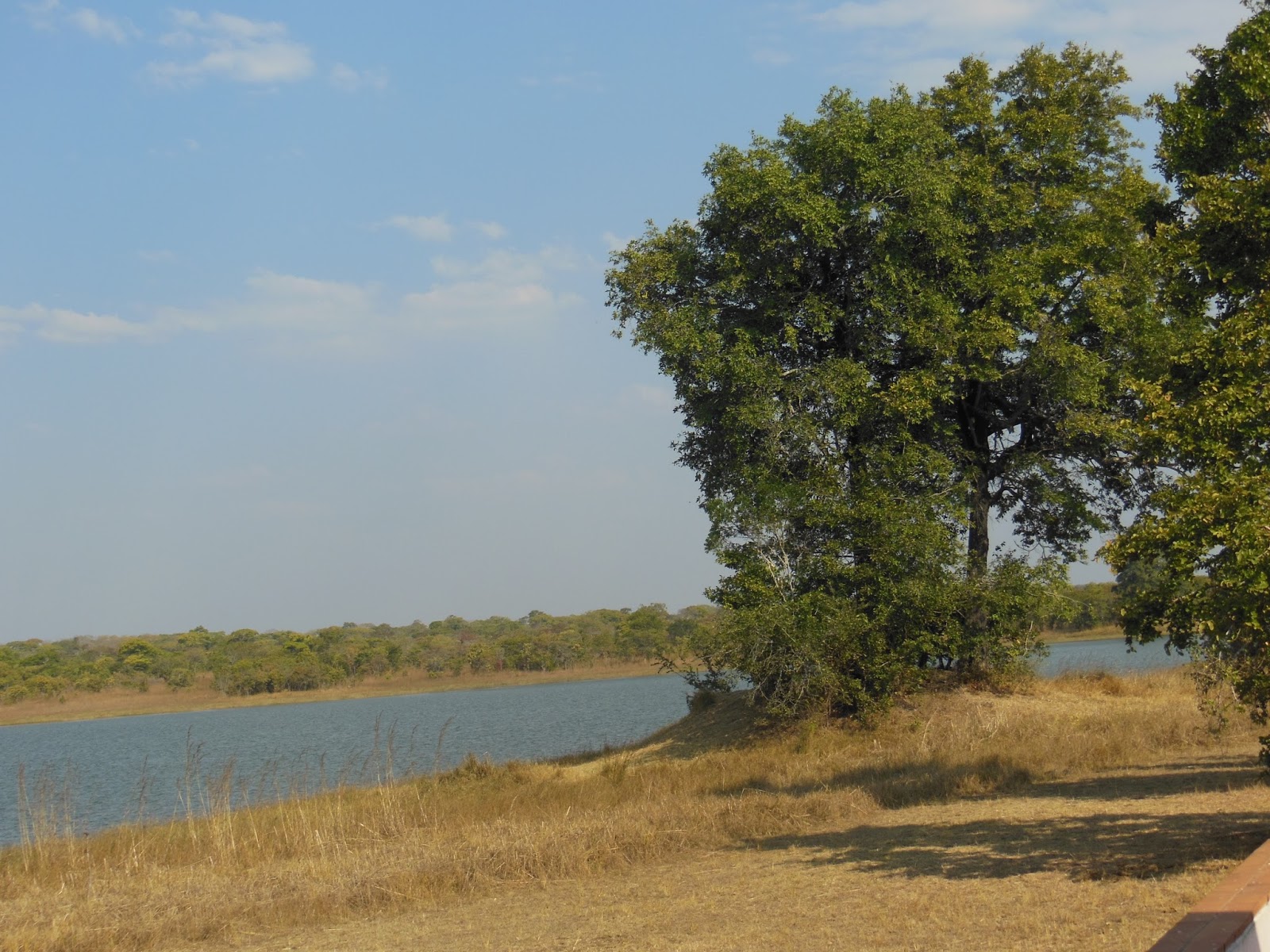 Leo in Malawi Kasungu National Park Surrounding