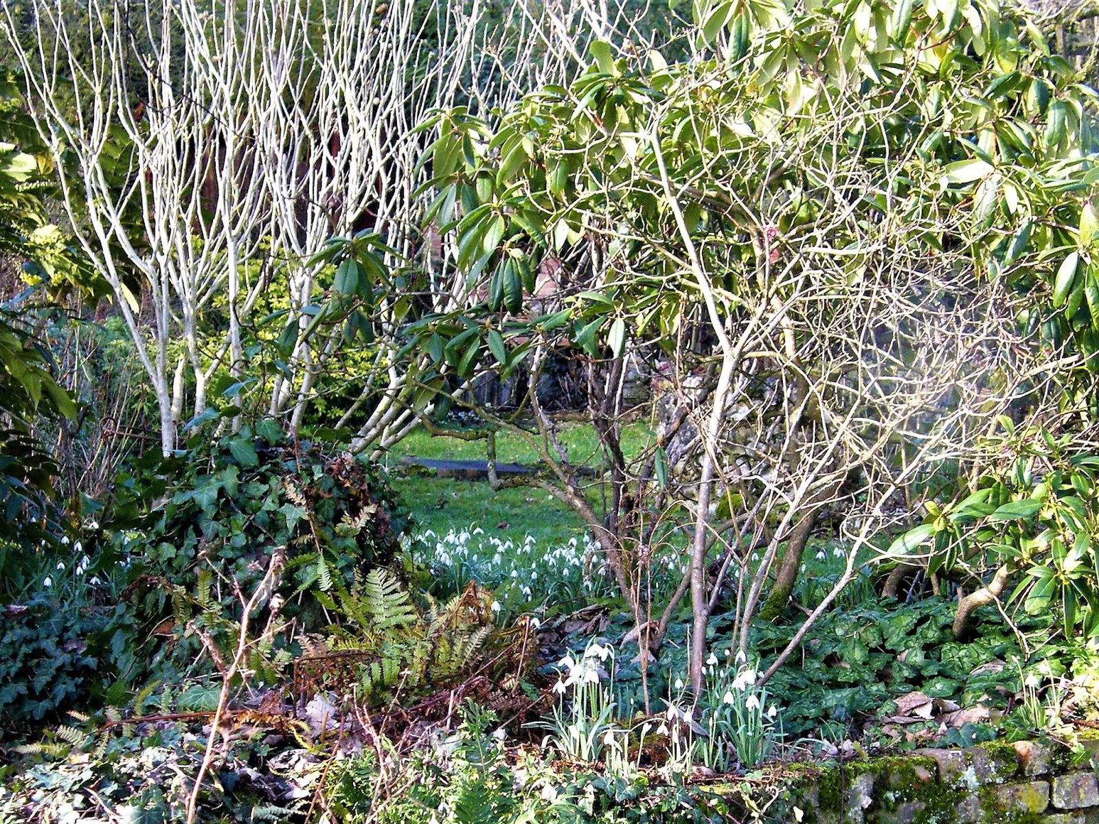 Au Gre Du Jardin L Embarras Du Choix Parmi Les Choisyas