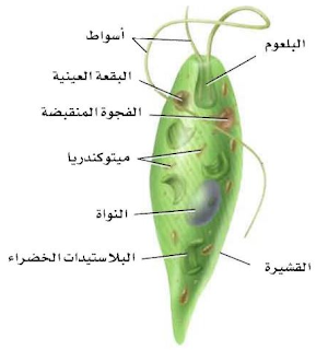 ما البيئة الأقل ملاءمة للطلائعيات؟