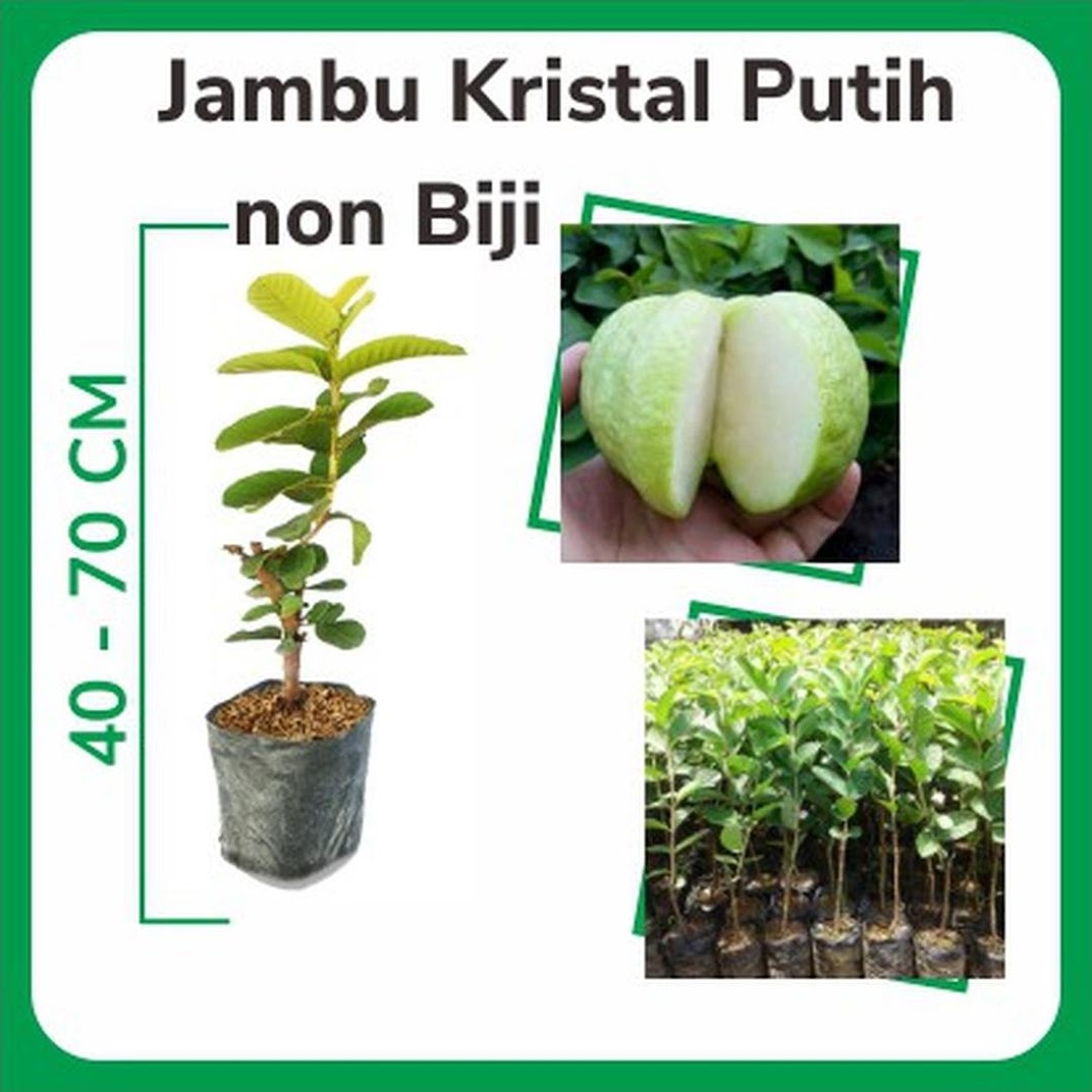 Bibit Jambu Kristal Putih non biji Blitar