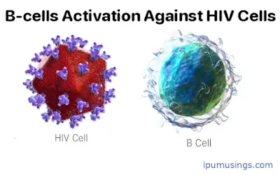 B-cells Activation Against HIV Cells #biotechnology #Biochemistry #ipumusings #HIV #BCells